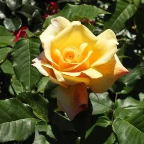Sunny Sky Hybrid Tea Rose (Rosa Sunny Sky) 1